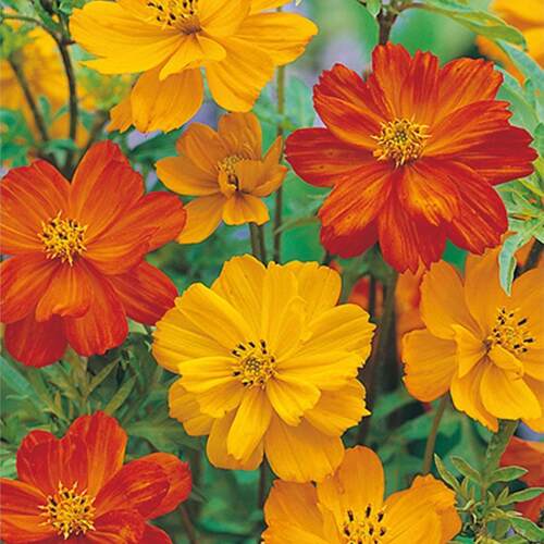 Supply sulfur chrysanthemum seeds for year-round planting恤