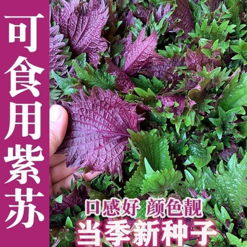 Perilla seeds for year-round planting