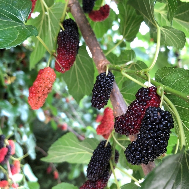 桑树苗桑葚树苗庭院果树四季种植当年结果食用黑桑葚树长桑苗