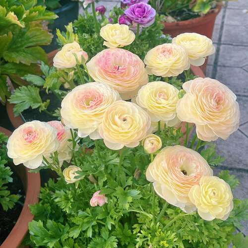 For sale: Imported Anemone coronaria bulbs in pots easy grow