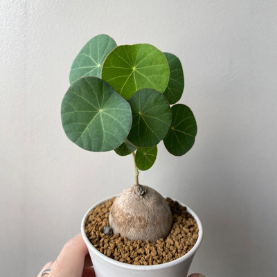 The mountain turtle bulb plant can be planted throughout the