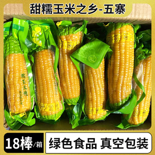 山西黄糯玉米真空包装忻州糯玉米新鲜大棒苞米甜粘黏五寨非东北黑