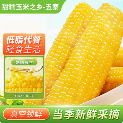 25年五寨黄糯玉米新鲜甜糯玉米棒