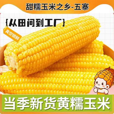 五寨恬乡黄糯玉米真空包装忻州糯玉米新鲜香甜玉米粘黏当季黄苞米