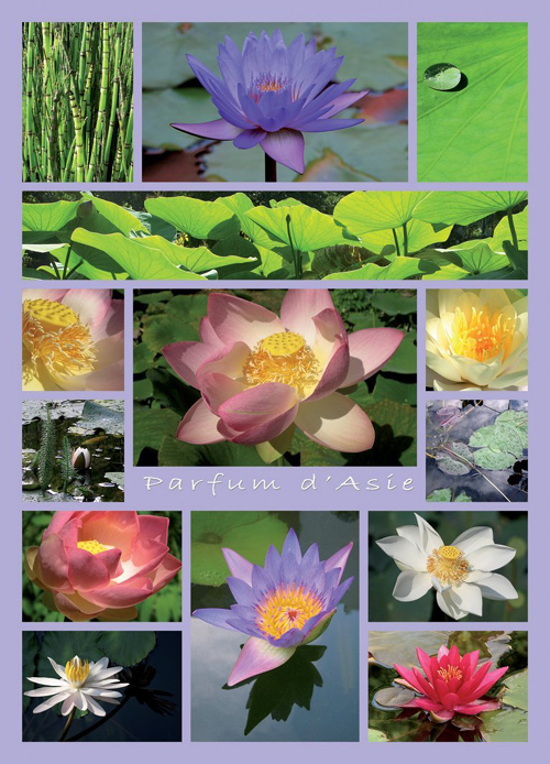 绝版现货 法国Nathan进口拼图 亚洲之美 睡莲 莲花 1500片