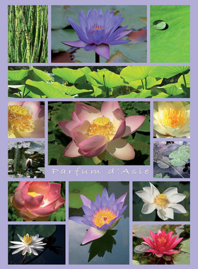 绝版现货 法国Nathan进口拼图 亚洲之美 睡莲 莲花 1500片