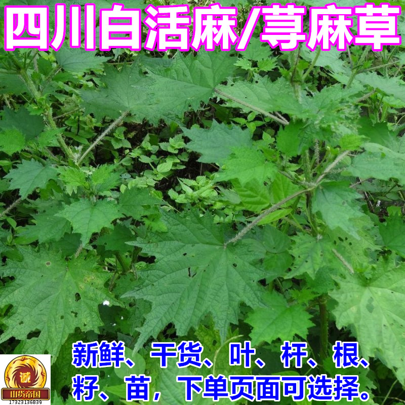 新鲜荨麻草 四川白活麻青活麻籽 河马草蝎子草根茎叶苗中药材包邮