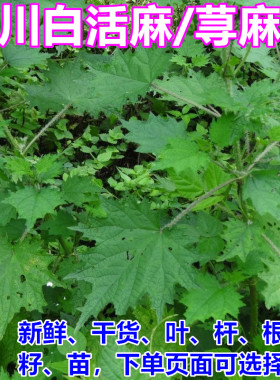 新鲜荨麻草根四川白活麻叶苗种子