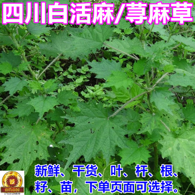 新鲜荨麻草根四川白活麻叶苗种子