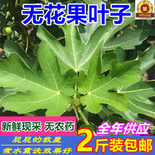 无花果叶子新鲜现采2斤包邮 现货1kg鲜叶坐浴洗痔 中药材山货帝国