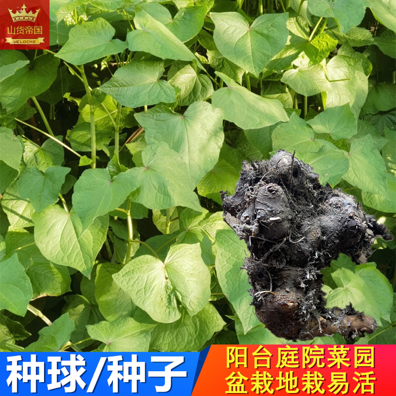 野兰荞种子金荞麦种球全年栽易活