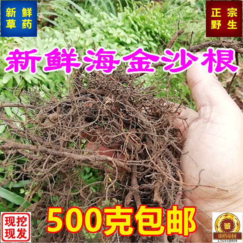 新鲜海金沙根500g包邮 山区现挖金沙藤根 铁蜈蚣铁丝草铁脚蜈蚣根