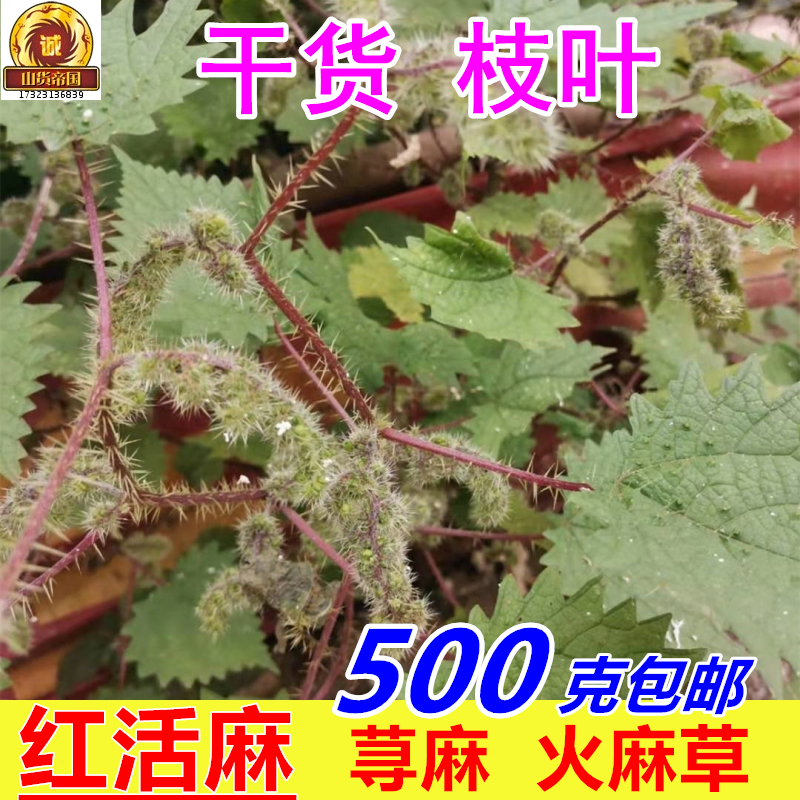 干货红活麻根红火麻杆叶荨麻草