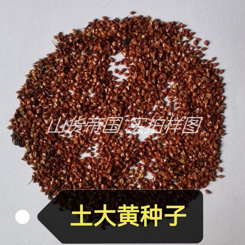土大黄种子(牛耳大黄 牛舌草 土三七 羊蹄根 金不换)新货籽包邮