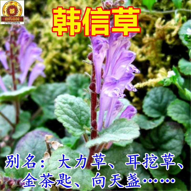 韩信草 干货切段500g包邮 大力草耳挖草金茶匙牙刷草向天盏中药材