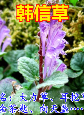 500克草金茶匙向天盏中药材干货