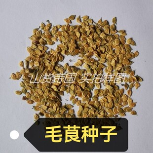 毛茛草种子（鱼疔草 鸭脚板 野芹菜 起泡草籽 烂肺草毛芹菜）包邮