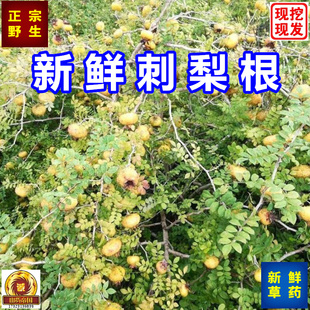新鲜刺梨根 正宗山区刺梨树根茨藜子根 泡酒中药草材 刺梨苗桩根