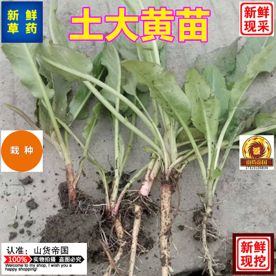 牛耳大黄四川土大黄种子小苗