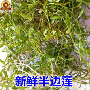 蛇利草500g细米草半边菊药材急解索水仙花草 新鲜半边莲 顺丰空运