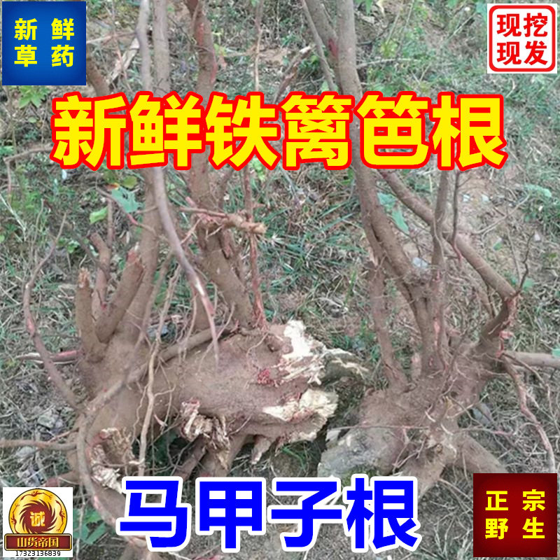 新鲜铁篱笆根 马甲子根500g包邮铁篱笆刺根 棘盘子鸟不站泡酒药材