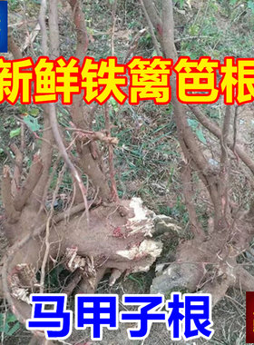 铁篱笆根马甲子根铁篱笆刺树根