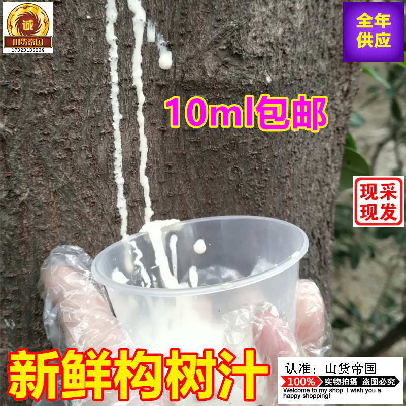 手工现采新鲜构树汁10ml包邮 楮树液中药材 构桃树乳汁液涂抹皮肤