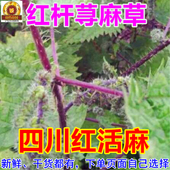 红禾麻种子 包邮 红河麻禾麻红杆荨麻叶 四川红荨麻草 新鲜红活麻根