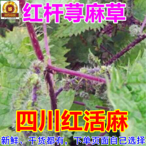 新鲜红活麻根 四川红荨麻草包邮红禾麻种子 红河麻禾麻红杆荨麻叶