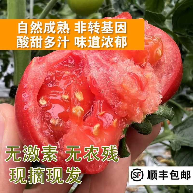 自然熟牧心番茄籽粒饱满水果西红柿现摘现发酸甜多汁无激素无农残