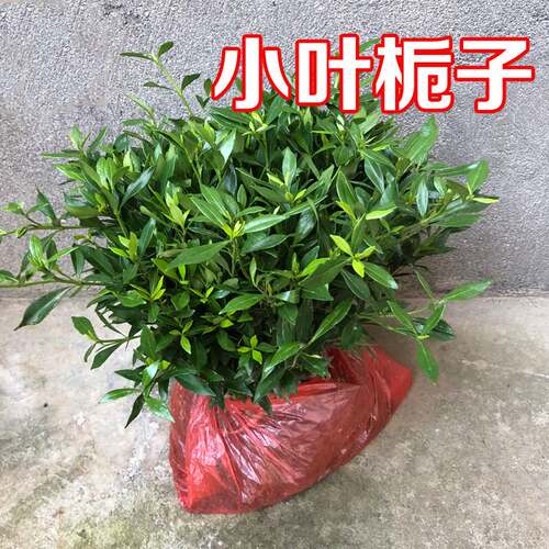 栀子花树苗100颗盆栽四季开小大叶花卉庭院绿化植物室外绿化小苗