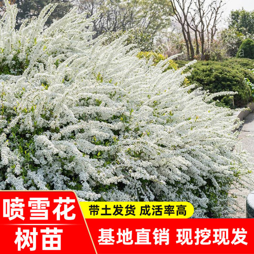 重瓣雪柳喷雪花苗庭院别墅花卉盆栽珍珠梅大苗花园耐寒植物四季花