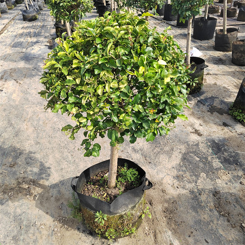 观叶植物金禾女贞棒棒糖庭院阳台盆栽亮金女贞四季常青耐热耐寒