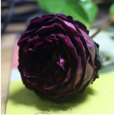 欧月花苗多花藤本月季苗 切包日本月季 皇宫 紫黑的包子