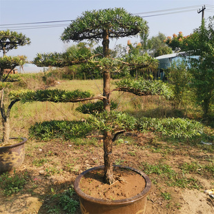 罗汉松造型树迎客松别墅庭院地栽盆景四季常青耐热耐寒