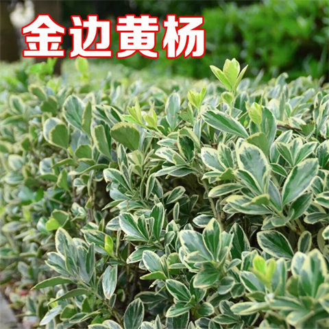 金边大叶黄杨苗花叶金边冬青苗庭院花坛绿植篱笆墙绿植植物绿化苗