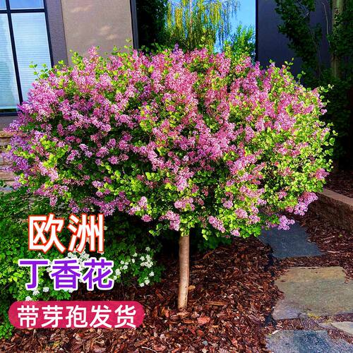 欧洲紫丁香花树苗浓香花卉盆栽室内庭院别墅绿化植物多年生风景树
