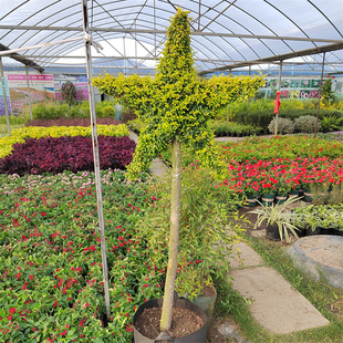 亮金女贞五角星棒棒糖大海星造型庭院花境植物四季常青耐热耐寒