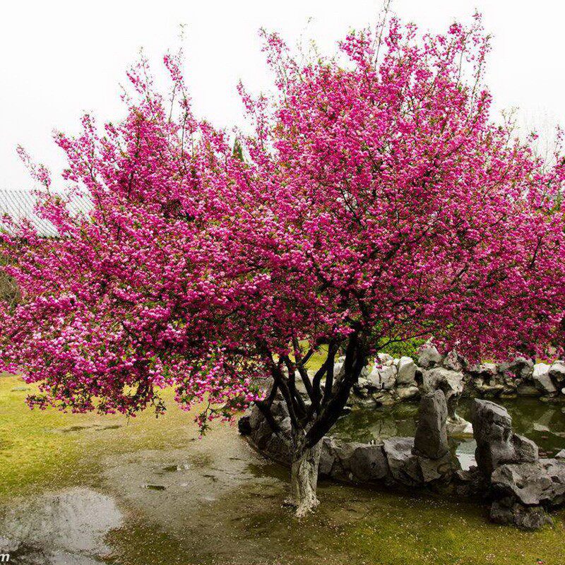 西府海棠树苗庭院别墅花园植物大型垂丝日本北美四季花苗耐寒花卉