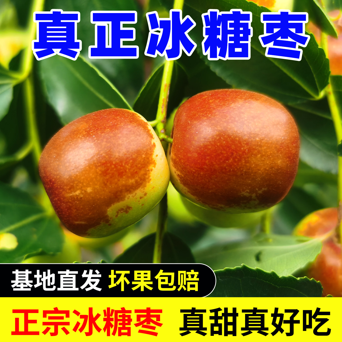 2026年山东新鲜脆甜冰糖枣脆枣青红枣当季水果整箱包邮