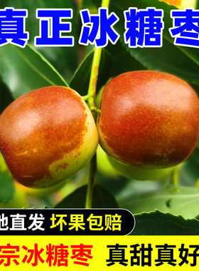 2026年山东新鲜脆甜冰糖枣脆枣青红枣当季水果整箱包邮