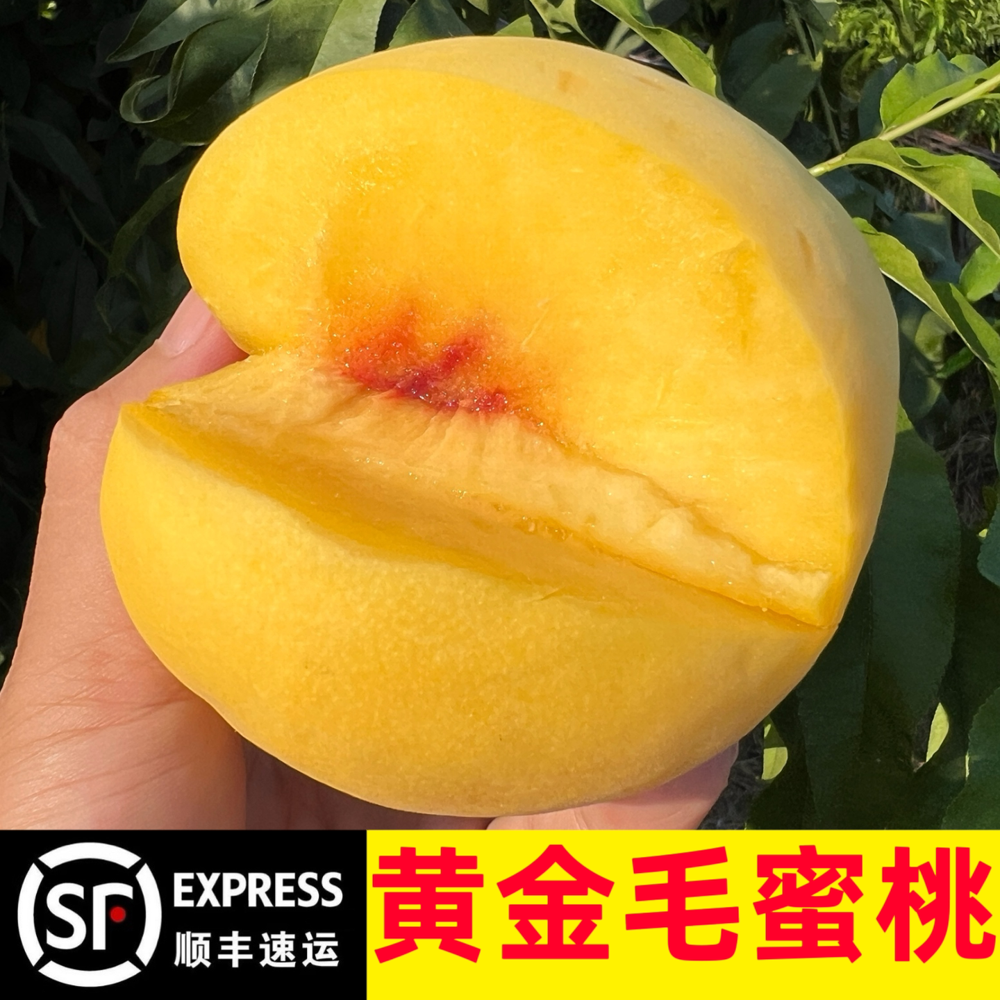山东黄毛桃新鲜黄桃蜜桃水果当季桃