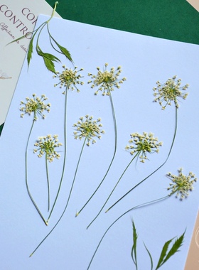 雪珠花蕾丝花干花 滴胶手机壳diy材料 压花押花材 植物标本白色系