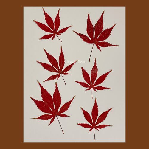 枫槭叶植物标本教学真树叶手工
