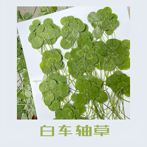 若兮植物干花树叶标本
