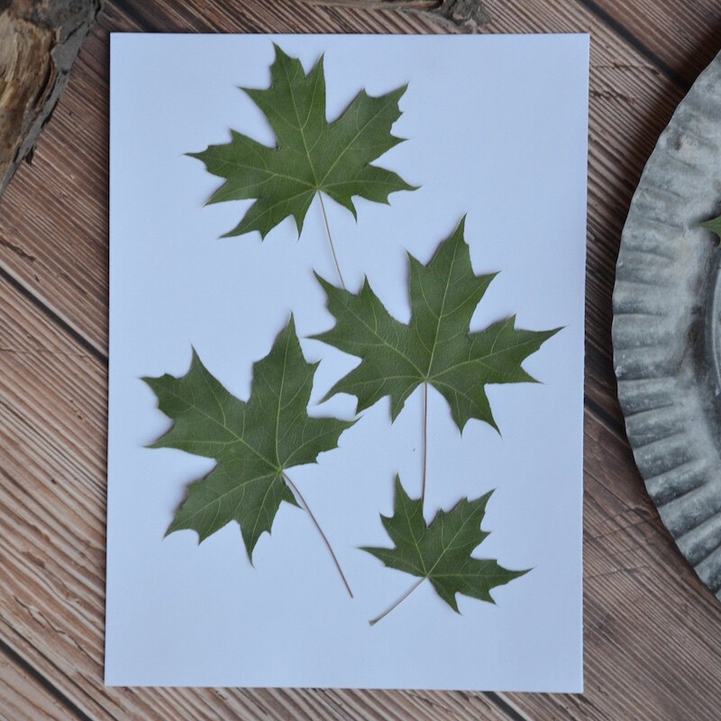 绿糖槭叶枫叶教学标本真树叶押花压花 幼儿园儿童手工diy干花材料