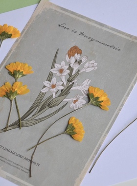 黄色蟛蜞菊 带枝侧压干花押花压花植物标本画儿童手工diy树叶贴画