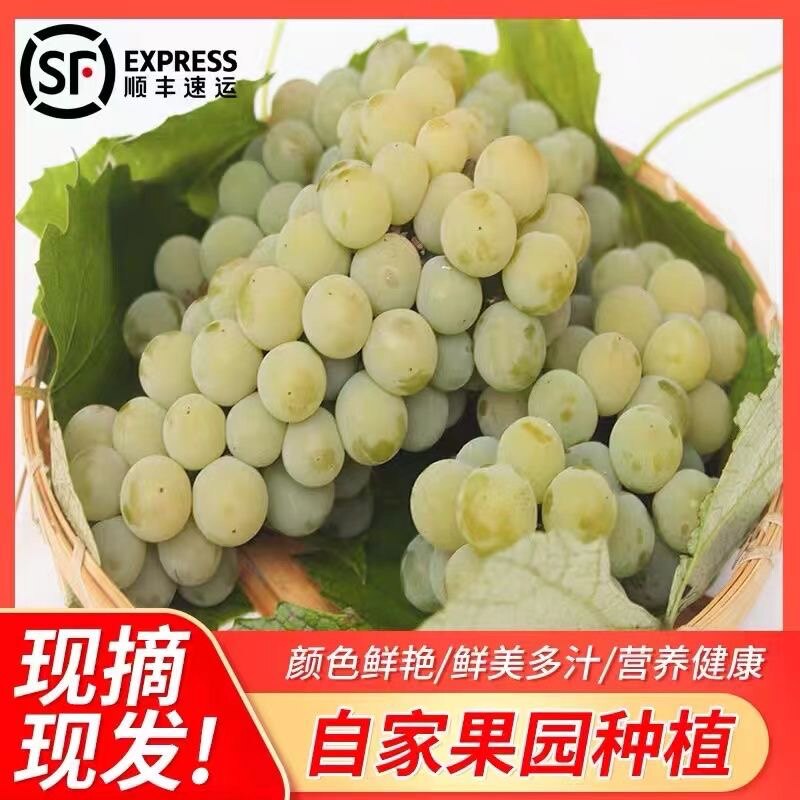 贵州高山水晶葡萄新鲜孕妇水果绿葡萄/提子