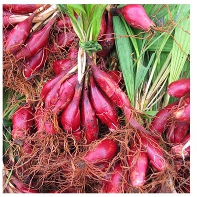 食补小红蒜根中药材滋补红葱通鼻小红蒜红葱头百步还阳血葱1斤
