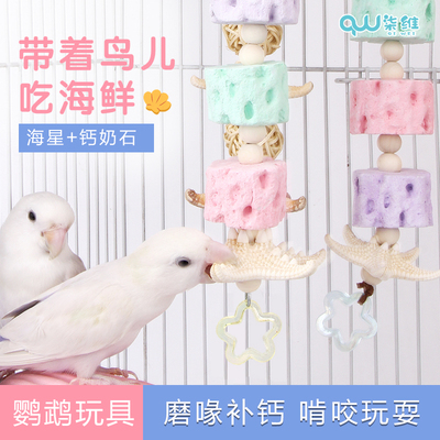 鹦鹉啃咬玩具增加乐趣补钙磨喙